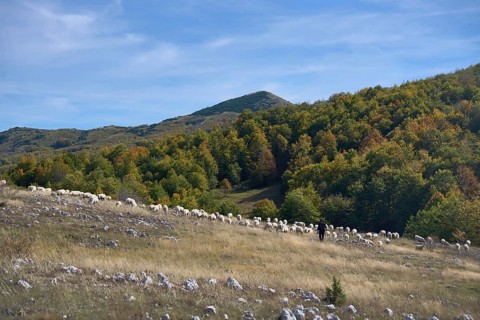Flock of sheep in Durmitor National Park, on the panoramic road 2, Durmitor Ring, Montenegro,