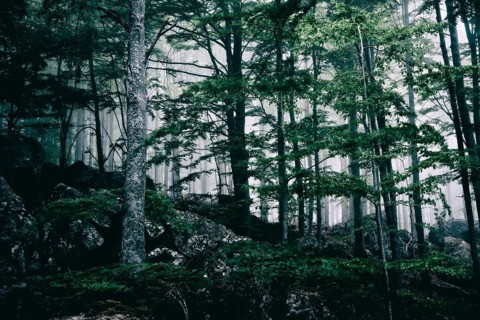 Foggy dark forest in ghostly appearance