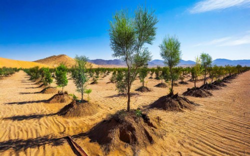 Reforestation in the desert against erosion to stop the spread of the desert, AI generated, AI