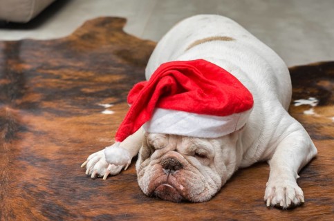 Cute English Bulldog sleeping in a Christmas hat