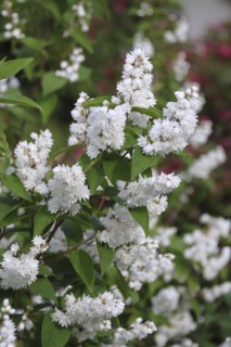 Deutzia (Deutzia scabra 'Candidissima'), An den Dorfwiesen, Saxony, Germany, Europe