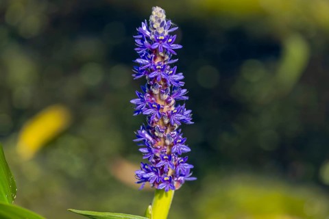 Pickerelweed, Pickerel Rush Water hyacint (Pontederia cordata) . The pickerelweed or pickerel weed,