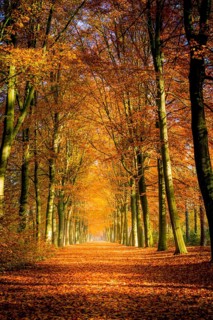 Autumn avenue, leaves on the ground, with trees lined up on a sunny day. Beauty in nature and