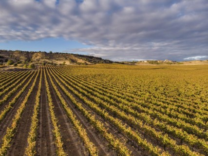 Field of vines, Aranda de Duero, Burgos province, Spain, Europe