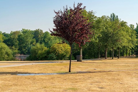 A tree on a parched meadow, being watered, seen in the Nordsternpark, Gelsenkirchen, North