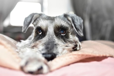 A grey dog of the Schnauzer breed cutely looks up while lying on the bed. Schnauzer dog looks with