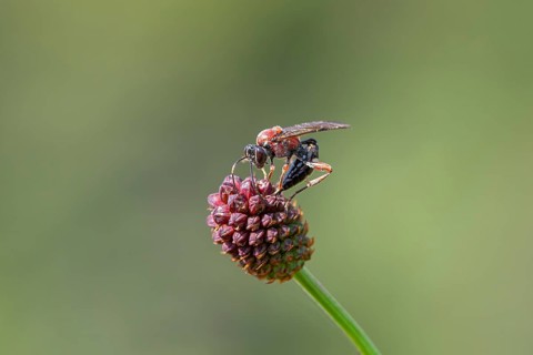 Ichneumon wasp (melanocephalic neotype), great burnet (Sanguisorba officinalis), sitting on a