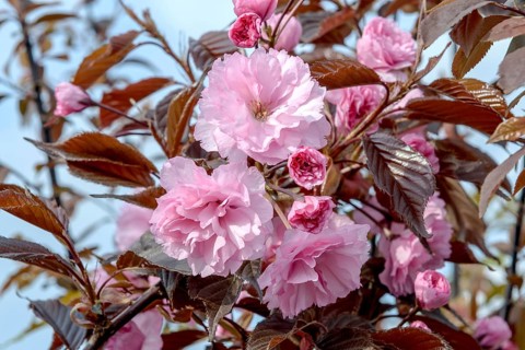 Ornamental cherry (Prunus serrulata 'Royal Burgundy'), BS Sämann, Federal Republic of Germany