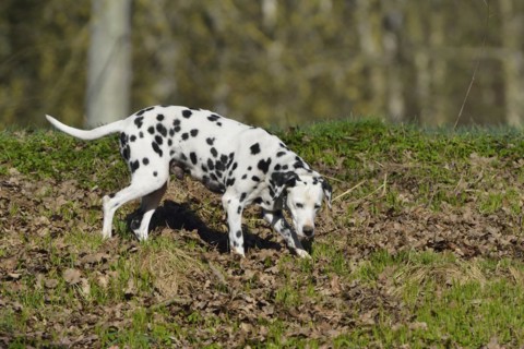 Dalmatian (dog) runs through the forest. Dalmatiner Hund im Wald