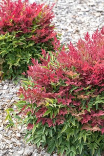 Sky bamboo (Nandina domestica OBSESSED)