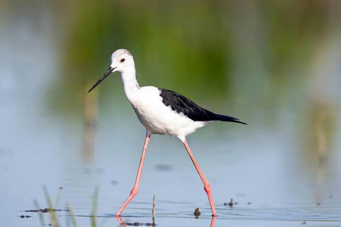 Black-winged Black-winged Stilt (Himantopus himantopus), Hungary, Europe