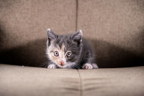 Grey beige and white kitten in a chair
