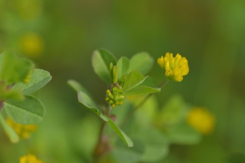 Bluete des Faden-Klee. Trifolium dubium, the lesser trefoil with blurred background