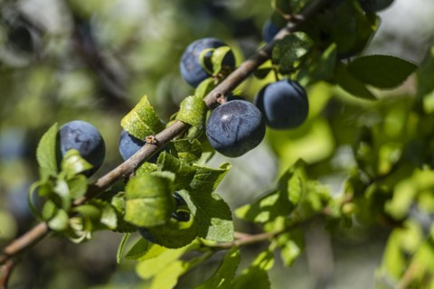 Endrino, Prunus spinosa, para fabricacion tradicional de patxaran, Abárzuza, Navarra, Spain, Europe