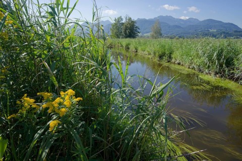 Watercourse in Bernauer moss, Moorland, Kampenwand, Bernau am Chiemsee, Bernau, Summer, August,