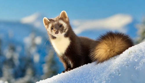 AI generated, animal, animals, mammal, mammals, biotope, habitat, a, individual, foraging,