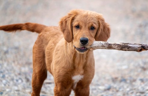 Golden Retriever Puppy in Summer Grass Canada