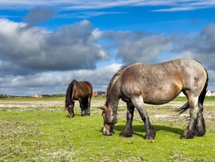 A horse grazing on the salt marshes on Juist, East Frisian Islands, Germany, Europe