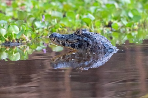 Spectacled caiman (Caiman crocodilus yacara), Crocodile (Alligatoridae), crocodile (Crocodylia),