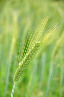Head of triticale grain grown for silage, Westland, New Zealand, Oceania