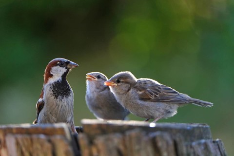 Young House Sparrow on a tree. House Sparrow with young bird at the feeding site