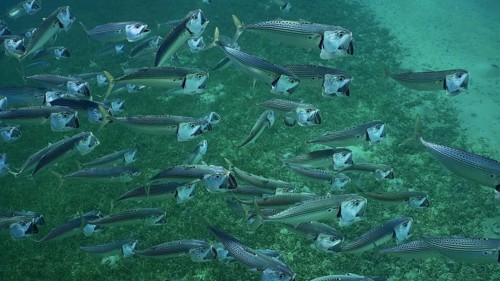 Top view on shoal of Striped Mackerel or Indian Nackerel (Rastrelliger kanagurta) swimming with