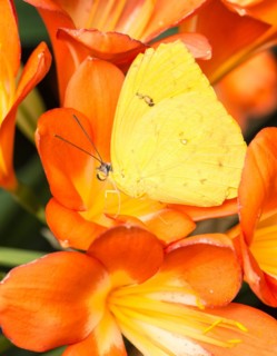Orange-barred Sulphur (Phoebis Philea) in the middle of orange flower blossoms