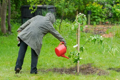 One person in garden watering small quince tree in the middle of lawn during rain with red watering
