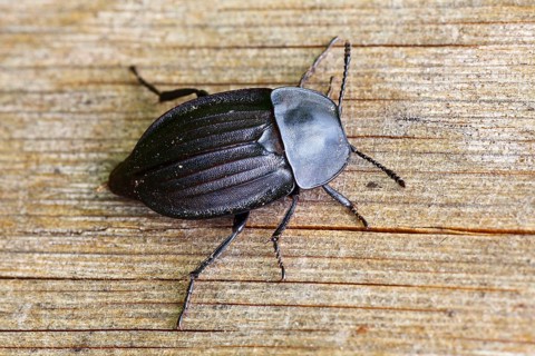 Phosphuga atrata (Phosphuga atrata), carrion beetle, Schleswig-Holstein, Germany, Europe