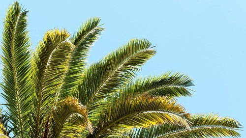 Palm tree leaves outdoors sun