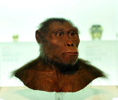 Modell, subject, mockup, primordial human being Lucy, Natural History Museum of Basel, Basel,