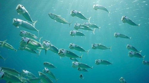 Shoal of Striped Mackerel or Indian Nackerel (Rastrelliger kanagurta) swims in blue water with open