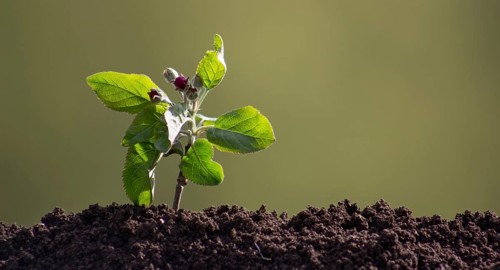 A small apple tree with flowers sprouted from the ground