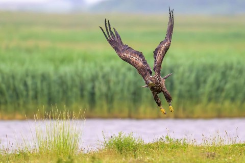 A white-tailed eagle (Haliaeetus albicilla) spreads its wings and flies over a green landscape,