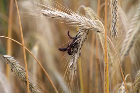 Rye with ergot