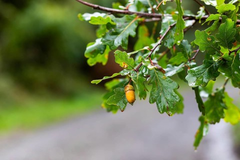 Autumn atmosphere, acorn of the English oak, German oak (Quercus robur), Leoben, Styria, Austria,