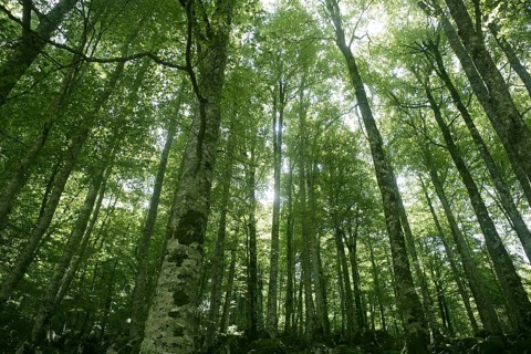 Beech green magic forest with sun reflections in Irati
