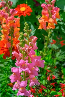 Snapdragon (Antirrhinum), Allgäu, Bavaria, Germany, Europe