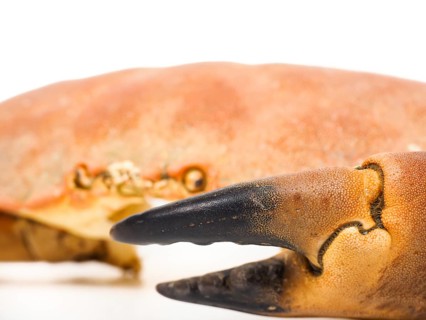 Extreme closeup of a crab claw with crab eyes staring over