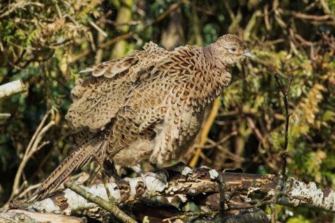 Female pheasant with shaken plumage and water droplets standing on woodpile in front of garden