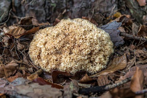 Wood Cauliflower fungus (Wood Cauliflower crispa), edible mushroom on pine root, Mönchbruch,