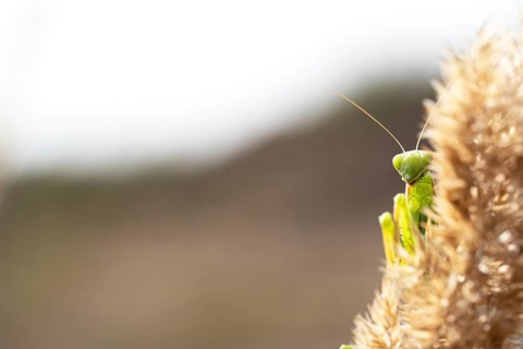 European mantis (Mantis religiosa), hidden on vegetation, Döberitzer Heide nature reserve,