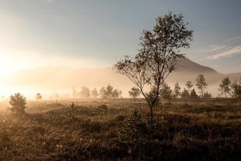 Misty sunrise in the Kendlmühlfilzen, a raised bog near Grassau, Bavaria