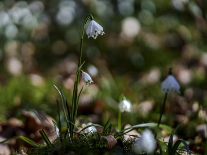 March cup Leucojum vernum