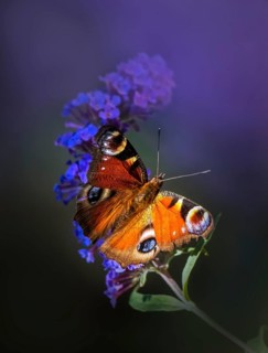 European peacock (Aglais io), sitting on purple summer lilac (Buddleja davidii),