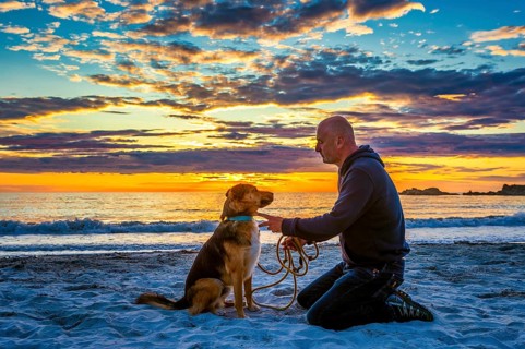 Man, dog, shepherd dog, sitting, kneeling, opposite, sunset, midnight sun, evening light, beach,