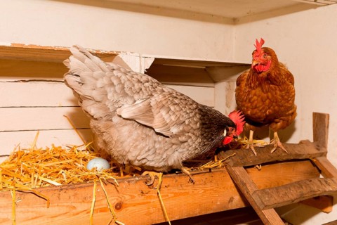 Laying hens and their clutch