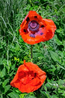 Oriental poppy (Papaver orientale), Allgäu, Bavaria, Germany, Europe