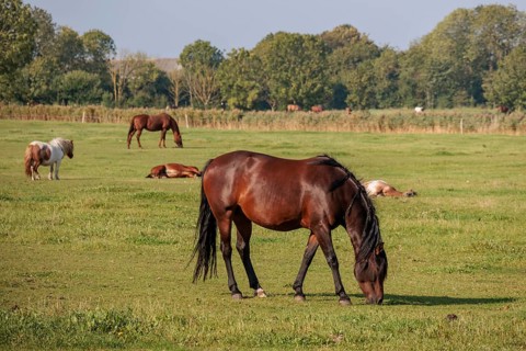 Horses grazing on a spacious meadow, some lying in the background, surrounded by trees, norden,