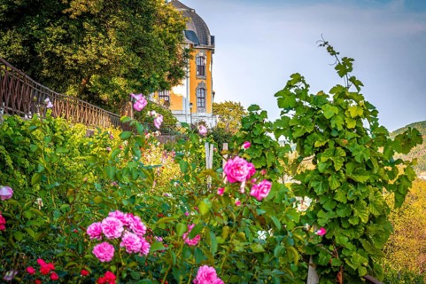 Rose garden in bloom in front of the rococo castle of the Dornburg Palaces in late summer,
